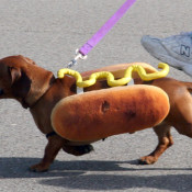 Coup de coeur: Machine à hot dog + 4 chauffes pain